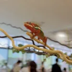 【神奈川平塚】動物好き集まれ〜！「いきもの探検隊」