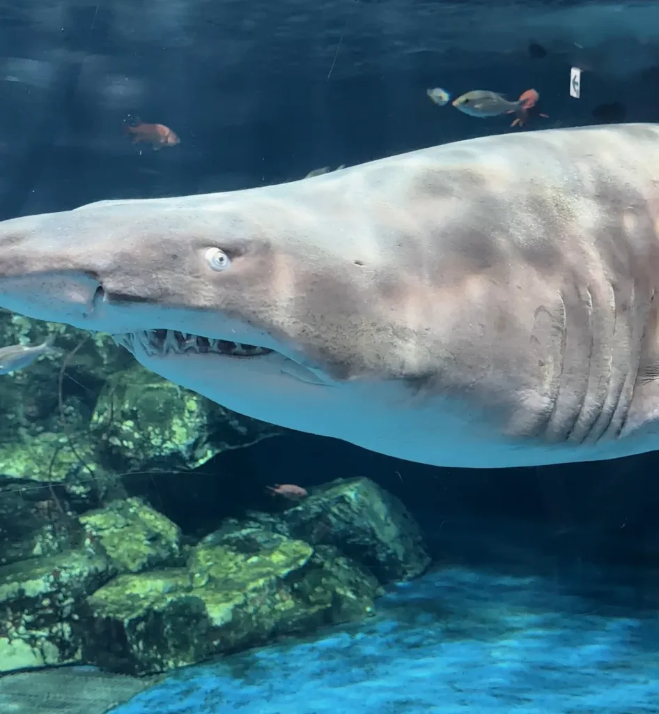 【東京・品川】コンパクトながら充実！しながわ水族館の魅力を紹介